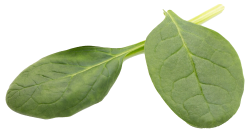 Zwei frische Spinatblätter, verbunden durch einen kleinen Stiel. Die Blätter sind leuchtend grün und zeigen deutliche Blattadern.